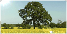 Rapsblüte Rapsblüte